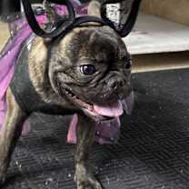 Thumbnail photo of Coco #1