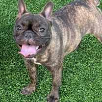 Thumbnail photo of Coco #2