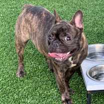 Thumbnail photo of Coco #3