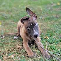 Thumbnail photo of Bentley #2