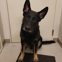 Thumbnail photo of Koda #1