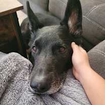 Thumbnail photo of Koda #2