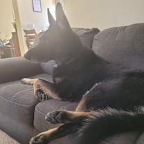 Thumbnail photo of Koda #3