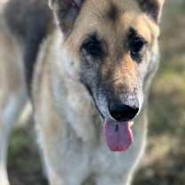 Thumbnail photo of Toffee #3