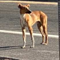 Thumbnail photo of Scar #2