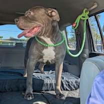 Thumbnail photo of Roxy #2