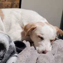 Thumbnail photo of Cordelia #2