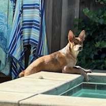 Thumbnail photo of Puppy #1