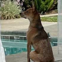 Thumbnail photo of Puppy #2