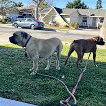 Thumbnail photo of Nala #2