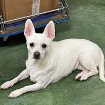 Thumbnail photo of Daisy #2