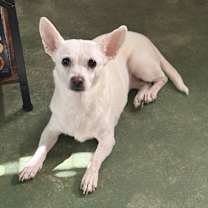 Thumbnail photo of Daisy #3