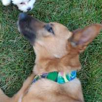 Thumbnail photo of Charlie #4