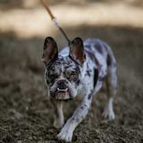 Thumbnail photo of Toad #1