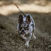 Thumbnail photo of Toad #3