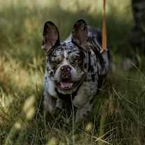 Thumbnail photo of Toad #4