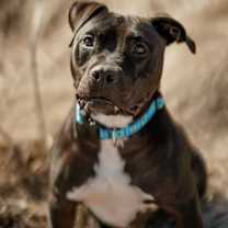 Thumbnail photo of Randall #1