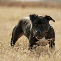 Thumbnail photo of Randall #3