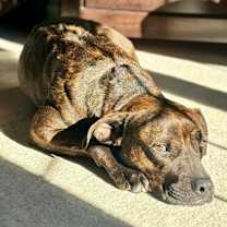 Thumbnail photo of Jazzy #3