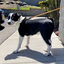 Thumbnail photo of Mabel #4