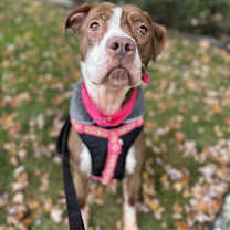 Thumbnail photo of Delilah #4