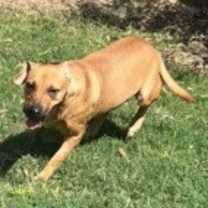 Thumbnail photo of Skippy #1