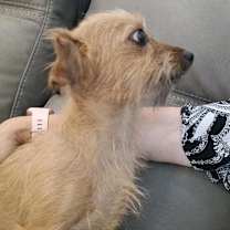 Thumbnail photo of Bonnie #3