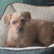 Thumbnail photo of Bonnie #4