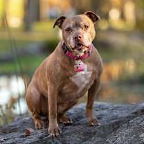 Thumbnail photo of Sally - 23226 #1