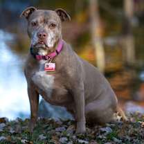 Thumbnail photo of Sally - 23226 #4