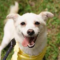 Thumbnail photo of Bori (D) #1