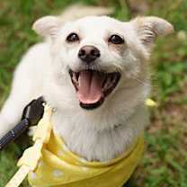 Thumbnail photo of Bori (D) #2