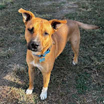 Thumbnail photo of Blaze #2