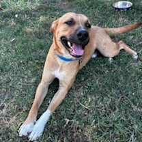 Thumbnail photo of Blaze #3