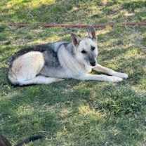 Thumbnail photo of PROSPECTOR #2