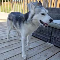 Thumbnail photo of Memphis #1