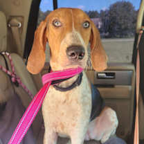 Thumbnail photo of Adaline #1