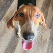 Thumbnail photo of Adaline #2