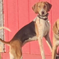 Thumbnail photo of Adaline #3