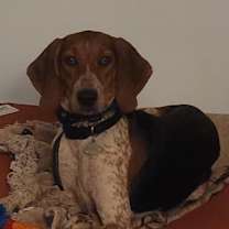 Thumbnail photo of Adaline #4