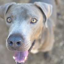 Thumbnail photo of Renegade #1