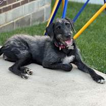 Thumbnail photo of Ava #3