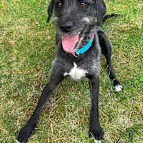 Thumbnail photo of Ava #4