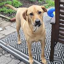 Thumbnail photo of Chevy aka Puddles Wood #2