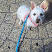 Thumbnail photo of Ophelia #1