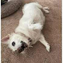 Thumbnail photo of Ophelia #3