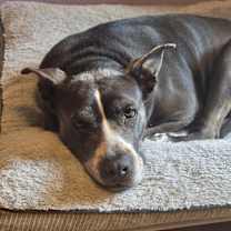 Thumbnail photo of Ruby #2