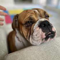 Thumbnail photo of Winston #1