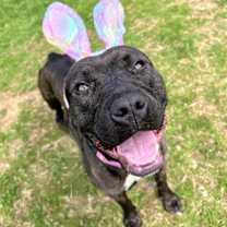 Thumbnail photo of Paris Bagel Momma #4