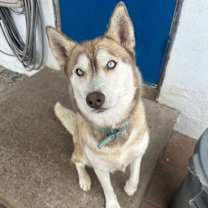 Thumbnail photo of Luna #1